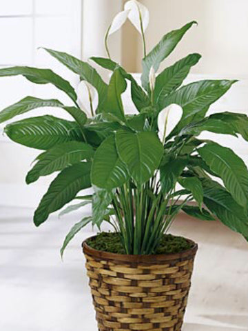 8 inch Peace Lilly in basket