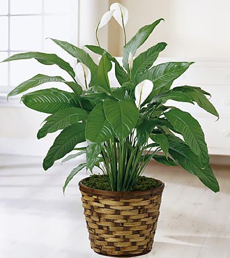 peace lily wholesale Peace Lilly Plant – Sunnybrook Flower Shop