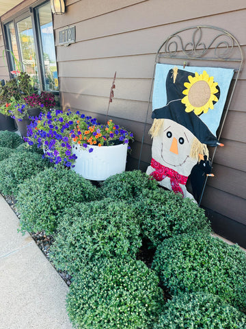 Fall Mums
