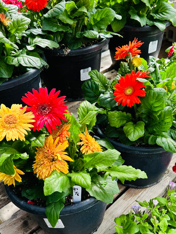 Gerber daisy patio pot