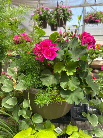12 inch hanging basket. Pinks or red geraniums