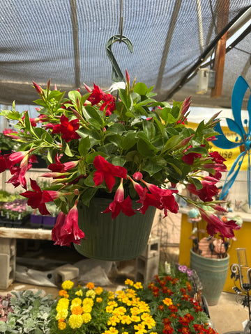Mandavilla Hanging Basket