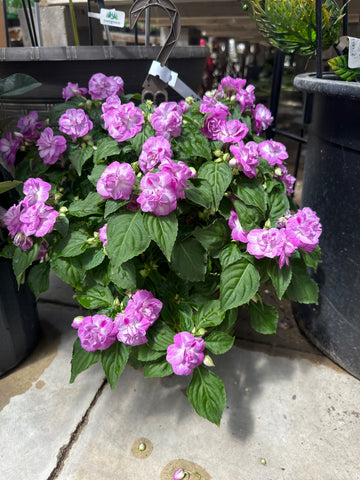 10 inch hanging basket. Double impatience