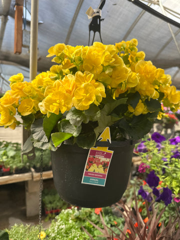 Yellow Begonia Hanging Basket