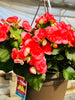 Hanging Basket-Begonia