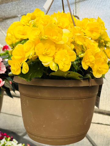 Hanging Basket-Begonia