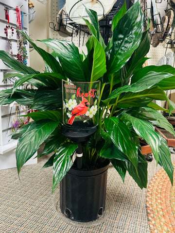 8 inch potted green plant with cardinal stake.
