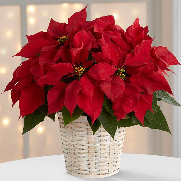 (Copy) 6 1/2 INCH Red Poinsettia Basket or wrapped in foil with a beautiful bow
