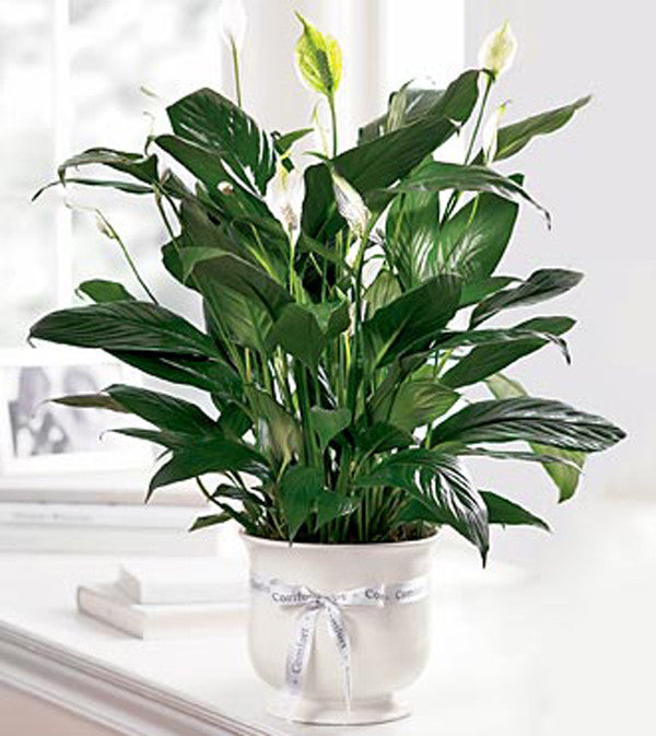 6 inch pot Peace Lilly in Comfort Planter