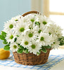Daisy Basket